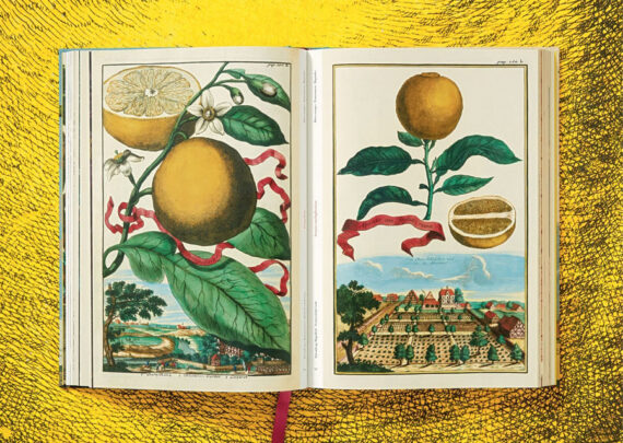 J. C. Volkamer. The Book of Citrus Fruits XXL - obrazek 6