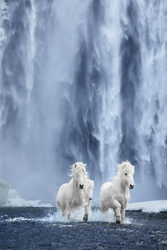 Untamed Spirits: Horses From Around the World - Image 2