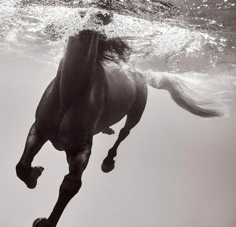 Untamed Spirits: Horses From Around the World - Image 3