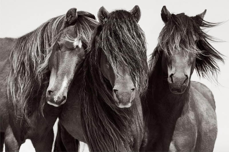 Untamed Spirits: Horses From Around the World - Image 4