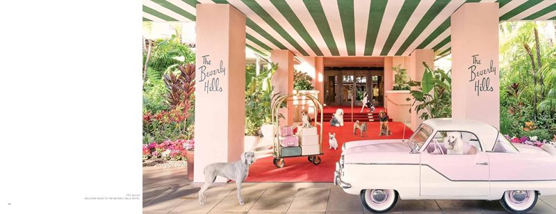 Gray Malin: Dogs: Photographs - obrazek 2