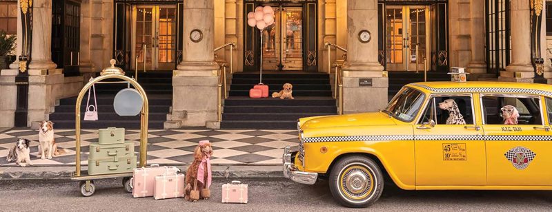 Gray Malin: Dogs: Photographs - obrazek 4